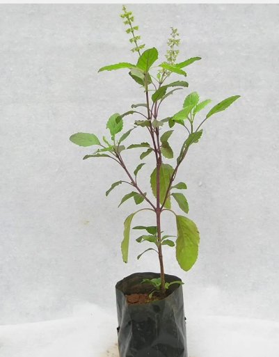 Tulsi Plant