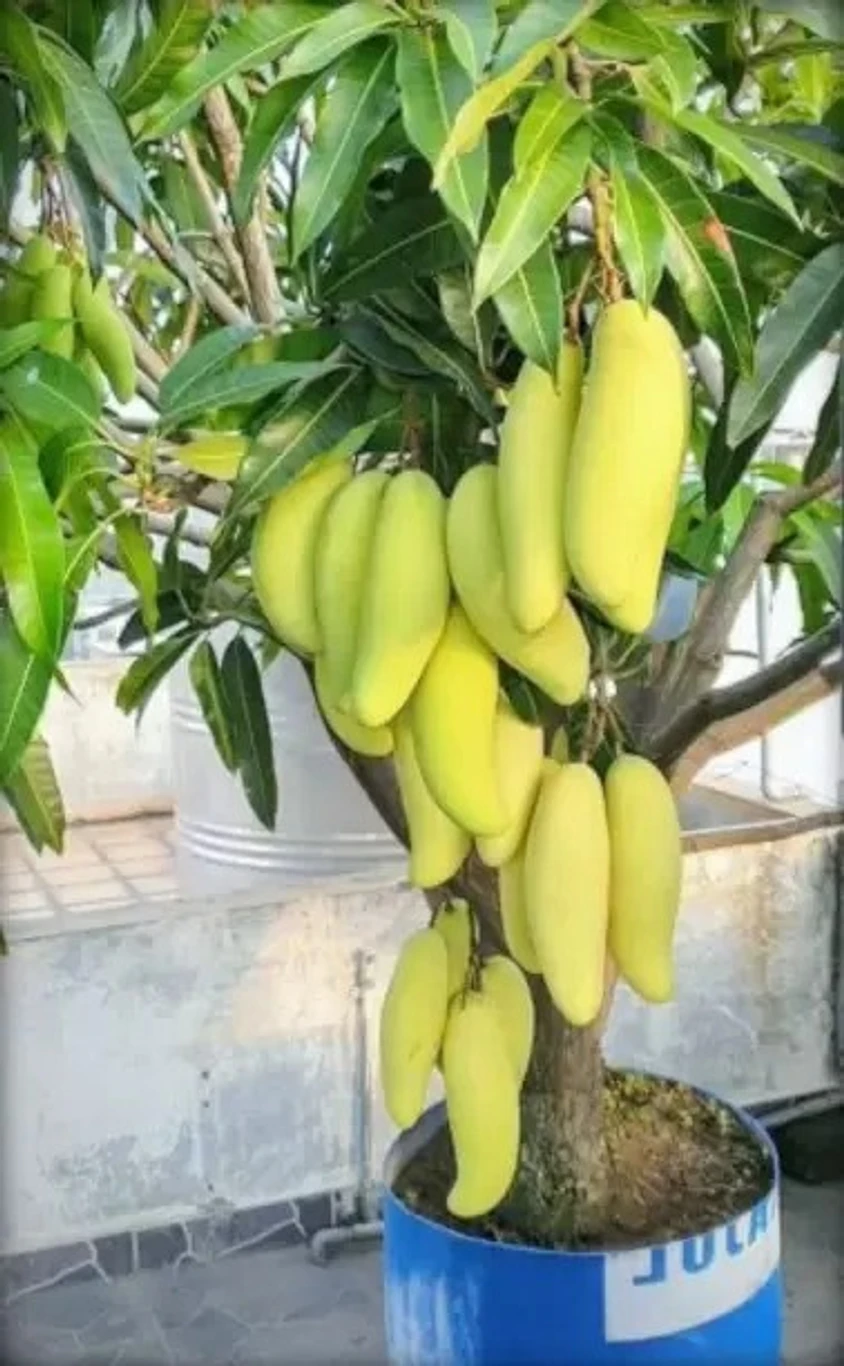 Hybrid Mango  