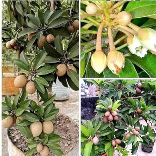 SAPOTA