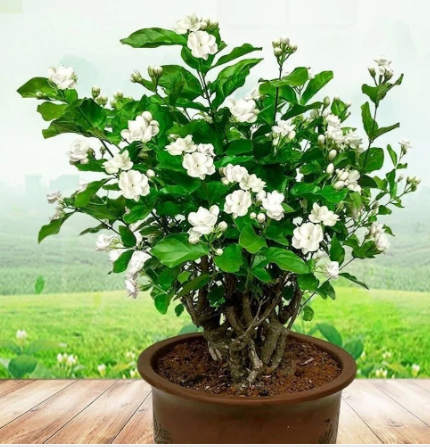JASMINE