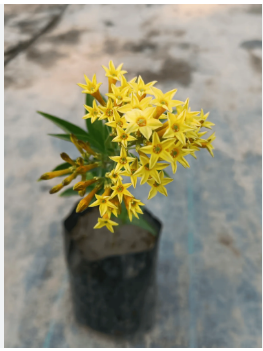 YELLOW NIGHT BLOOMING FLOWERING PLANT(RATRANI)