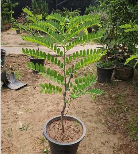 Cassia Nodosa (Pink Shower Tree)