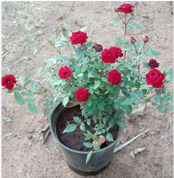 Red Rose Plant