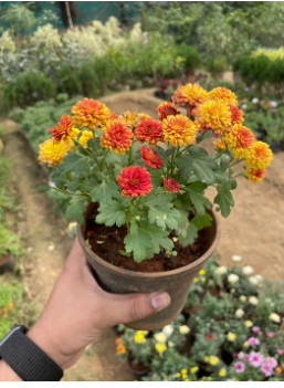 CHRYSANTHEMUM PLANT [செவந்தி செடி]