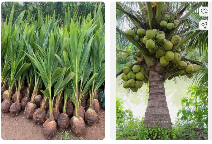 COCONUT TREE - MALAYSIAN DWARF GREEN COCONUT PLANTS