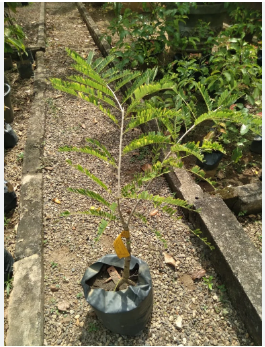 AMLA PLANT-நெல்லி செடி