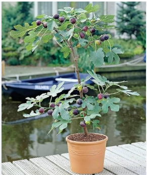 CLUSTER FIG TREE(அத்தி மரம்)