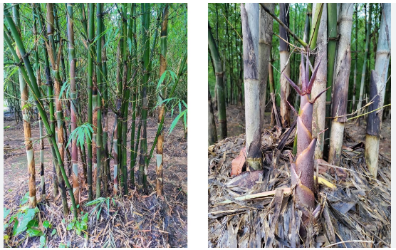 BAMBOO PLANT