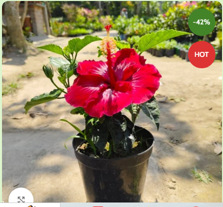 DARK RED AMERICAN HIBICUS FLOWER PLANTS