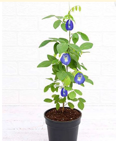 BUTTERFLY PEA [சங்குப் பூ]