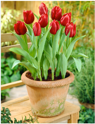 MAGNIFLORA TULIP 