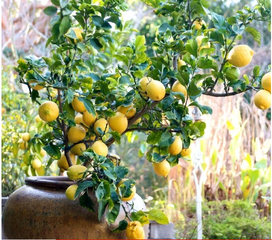LEMON PLANT