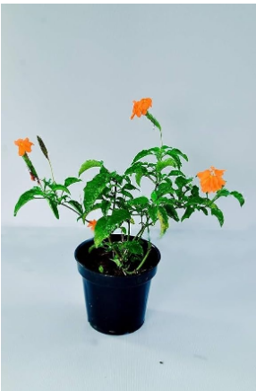 FIRECRACKER PLANT(KANAKAMBARAM)