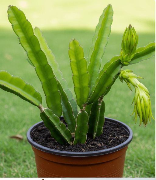 DRAGON PLANT