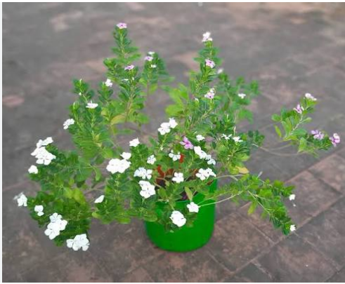 MADAGASCAR PERIWINKLE[NITHYA KALYANI]