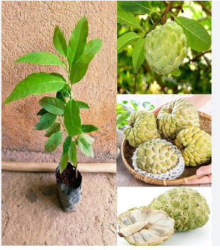 CUSTARD APPLE