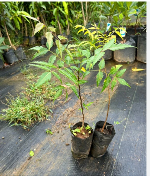 NEEM PLANT