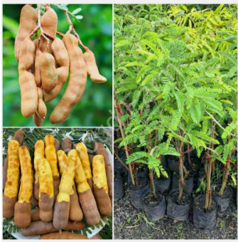 TAMARIND PLANT