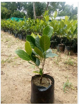 JACKFRUIT PLANT