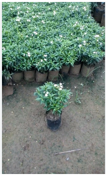 CRAPE JASMINE, PINWHEEL FLOWER, or EAST INDIAN ROSEBAY[நந்தியாவட்டாய் பூ]