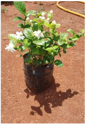 JASMINE [குண்டுமல்லி]