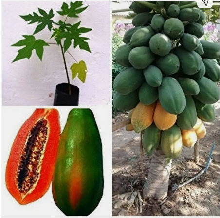 PAPAYA PLANT
