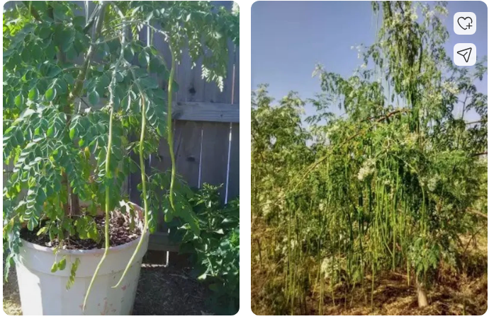 DRUMSTICK PLANT