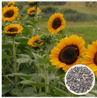SUNFLOWER SEEDS