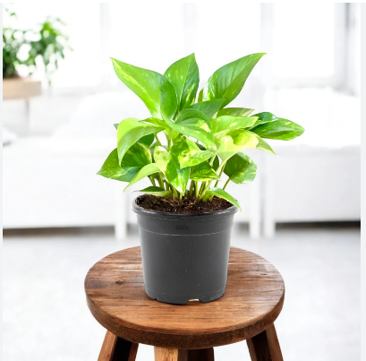MONEY PLANT