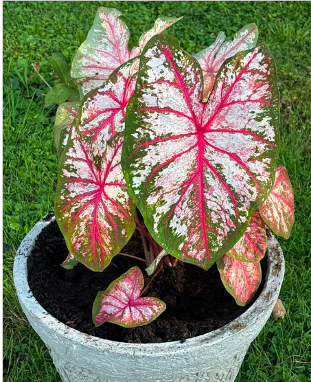 PINK VARIEGATED CALADIUM PLANT