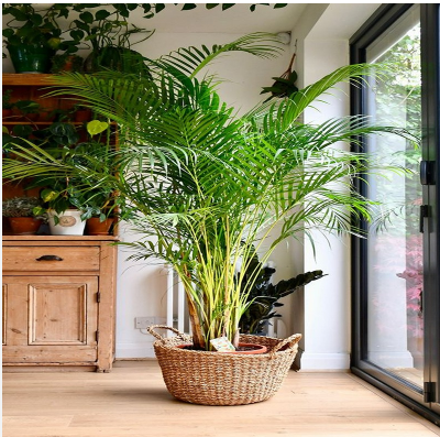 ARECA PALM