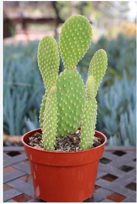 OPUNTIA MINI CACTUS PLANT