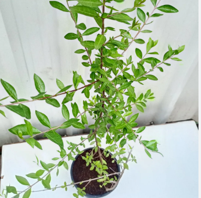 HENNA PLANT(மருதாணிச் செடி)