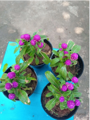 GLOBE AMARANTH OR BACHELOR'S BUTTON(வாடாமல்லி)