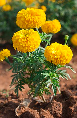  CHRYSANTHEMUM (சாமந்திப் பூ)