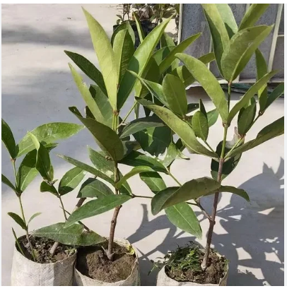 JAVA APPLE PLANT