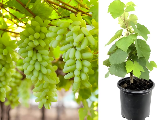 GRAPES PLANT
