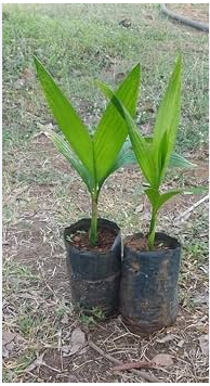 ARECA NUT PALM OR BETEL NUT TREE(பாக்கு மரம்)