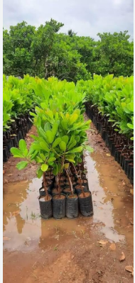 CASHEW PLANT