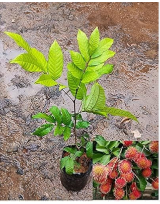 RAMBUTAN PLANT