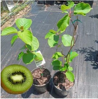 KIWI PLANT