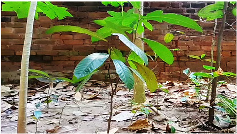  WILD JACK OR JUNGLE JACK(அயனி மரம்)