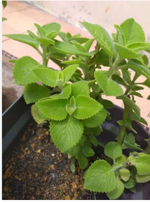INDIAN BORAGE[கற்பூரவல்லி செடி]