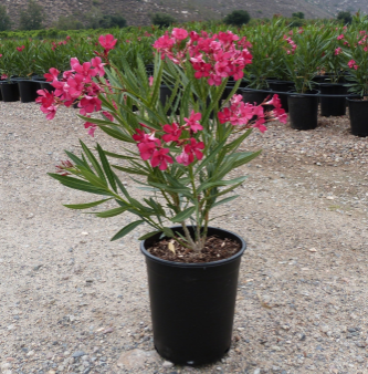 OLEANDER PLANT(அரளிச் செடி)