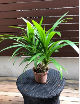 PANDAN OR BIRYANI LEAF PLANT