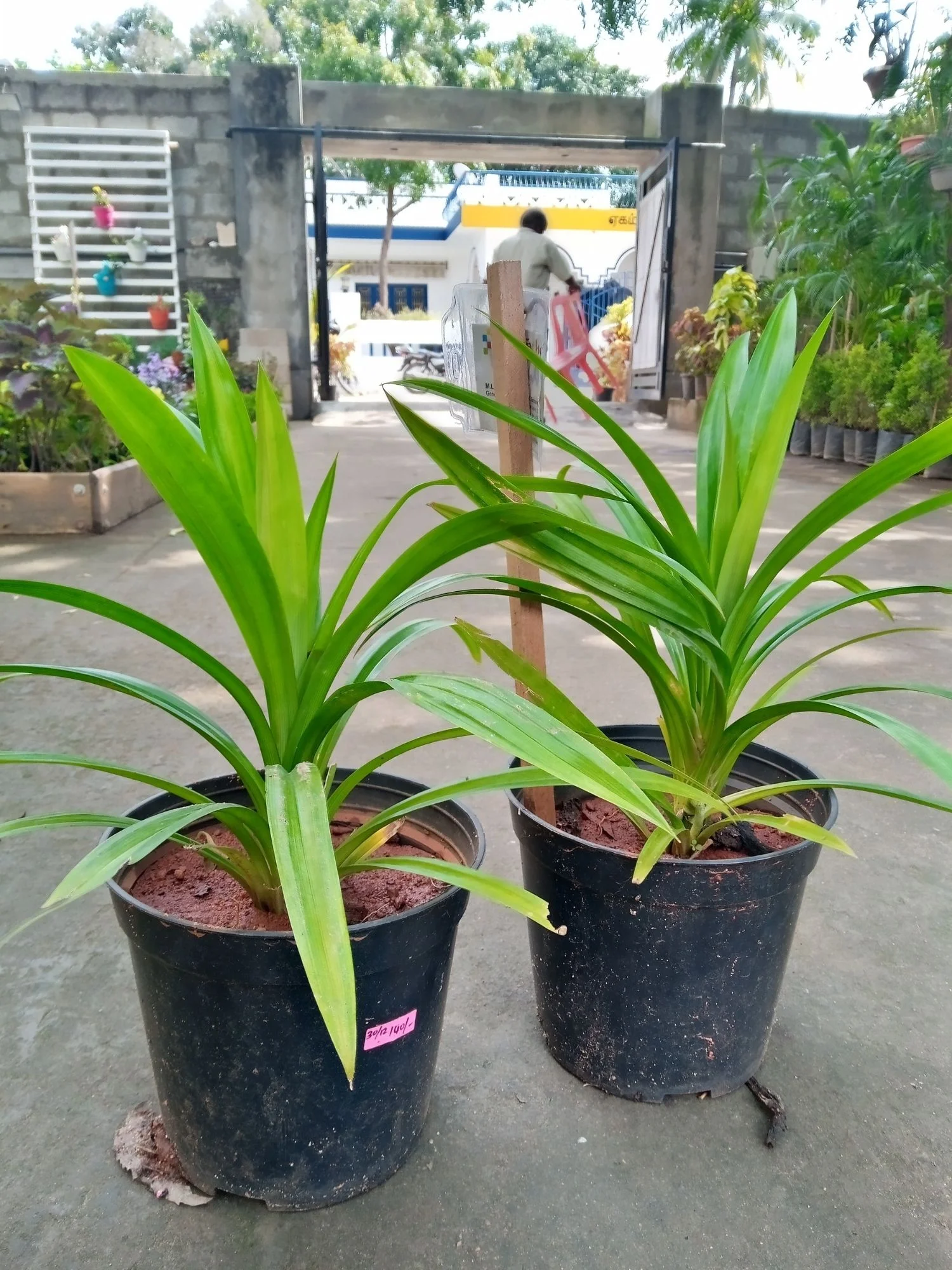 PANDAN OR BIRYANI LEAF PLANT